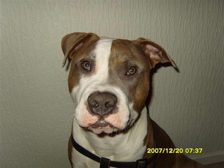 Amerikansk staffordshire terrier Pablo billede 7