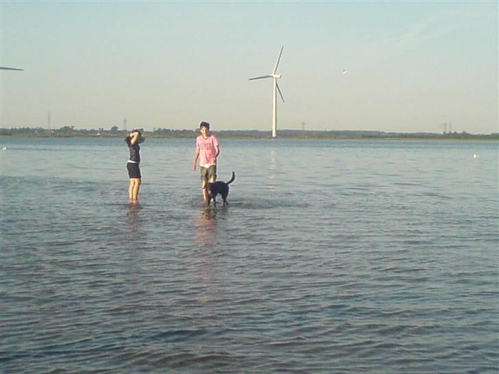 Blanding af racer Frans <3 RIP :( - For første gang i mit liv, er jeg gået friviligt ud i vandet. og gud hvor er det skønt! billede 10