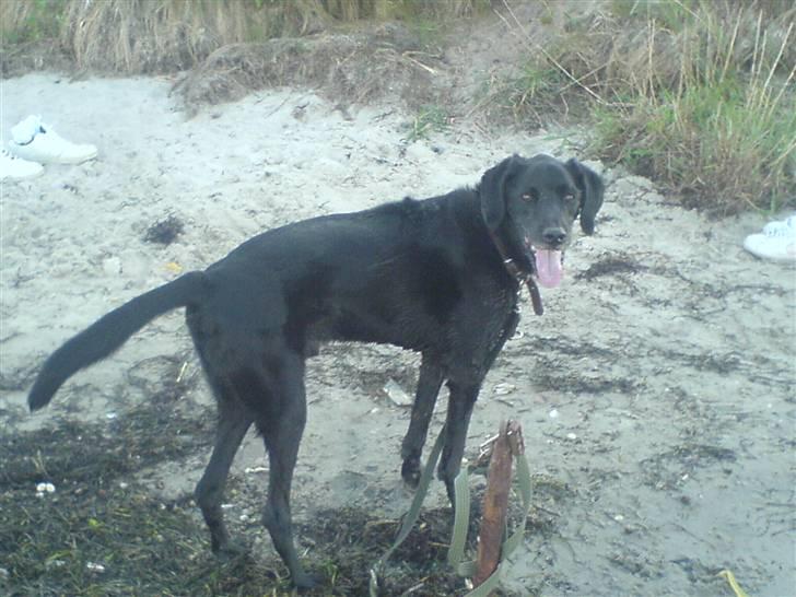 Blanding af racer Frans <3 RIP :( - Jeg er helt oppe og kører. Det vand der, gør mig tosse!! billede 11