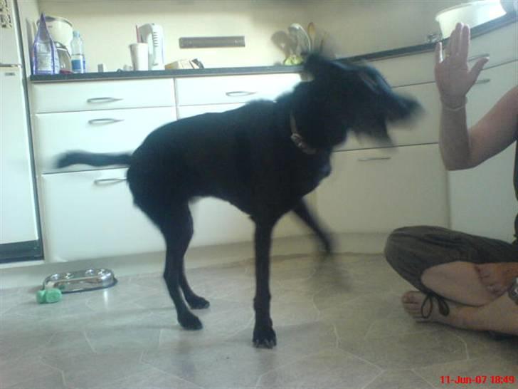 Blanding af racer Frans <3 RIP :( - Yo mor, skal vi danse :D? billede 12