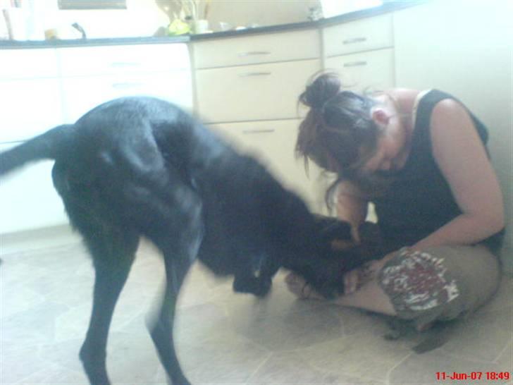 Blanding af racer Frans <3 RIP :( - Haha mor, nu tager jeg dig! billede 13