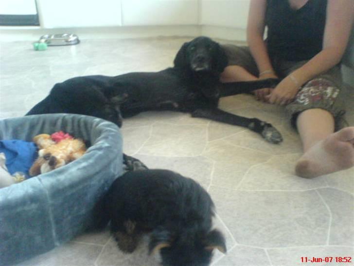 Blanding af racer Frans <3 RIP :( - Jeg må hellere lige holde lidt øje med Fiona! billede 14