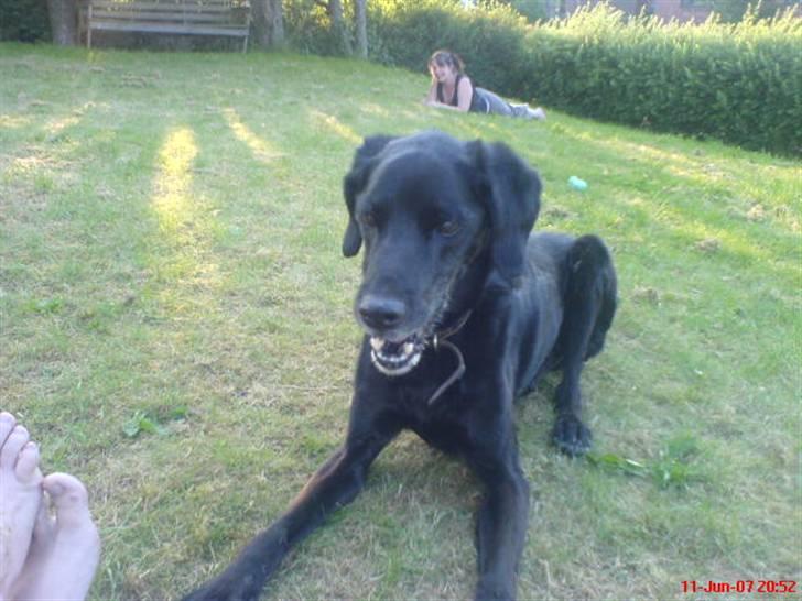 Blanding af racer Frans <3 RIP :( - HAHA JEG TAGER DIG FIONA! billede 15