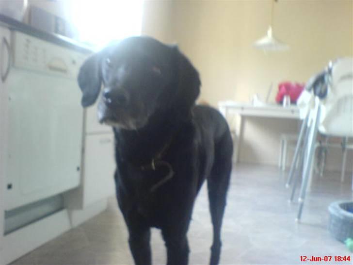 Blanding af racer Frans <3 RIP :( - nå Melena, har du noget til mig? billede 16