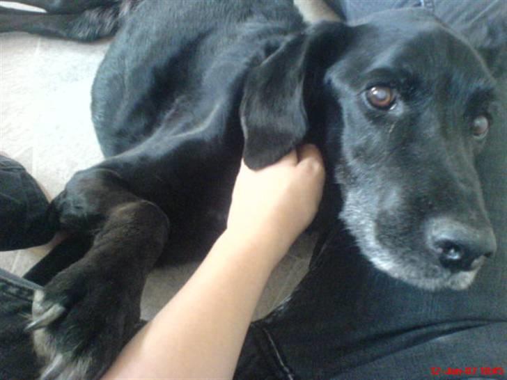 Blanding af racer Frans <3 RIP :( - uhm, så putter jeg lige her med melena. det skøøønt! billede 17