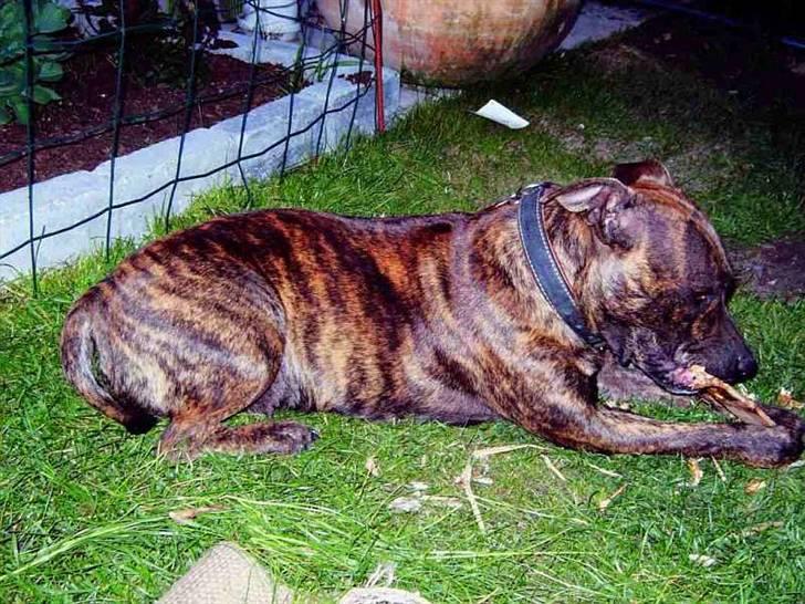 Staffordshire bull terrier Emika *RIP* billede 1
