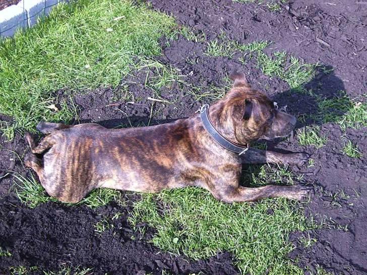 Staffordshire bull terrier Emika *RIP* billede 2