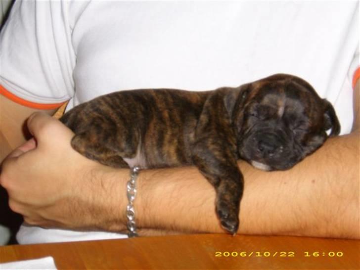 Staffordshire bull terrier Emika *RIP* billede 4