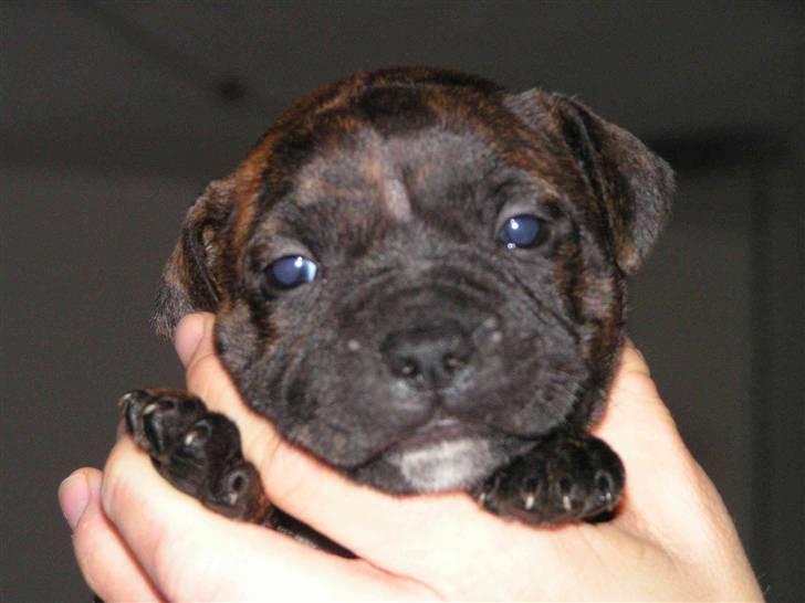 Staffordshire bull terrier Emika *RIP* billede 5