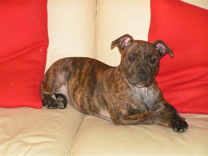 Staffordshire bull terrier Emika *RIP* billede 6
