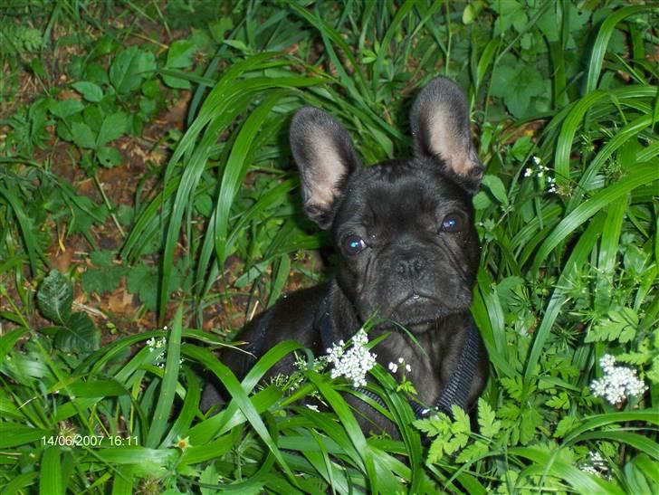 Fransk bulldog lulu - på safari i det grønne billede 1