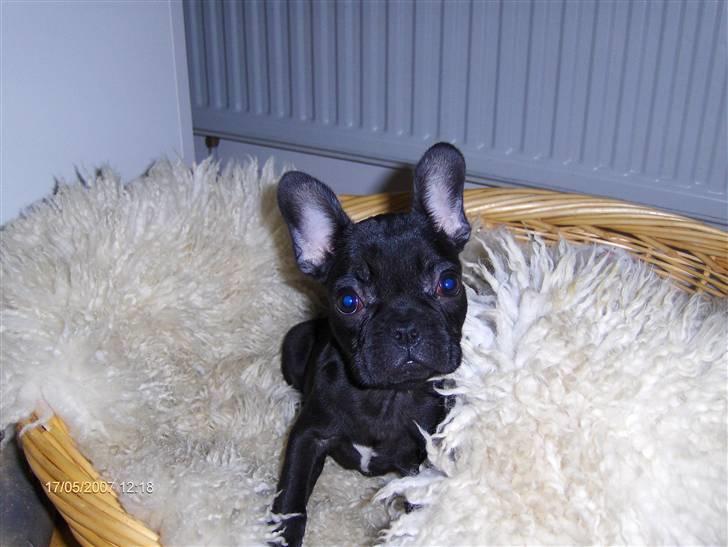 Fransk bulldog lulu - er det ikke min nye seng?? billede 2