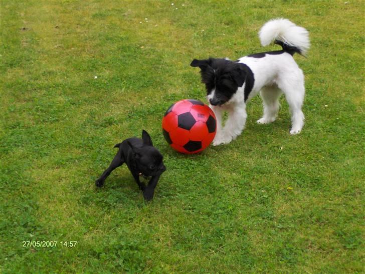 Fransk bulldog lulu - takler tante lunte billede 3