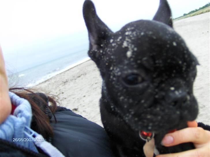 Fransk bulldog lulu - de store hunde væltede mig.. billede 4