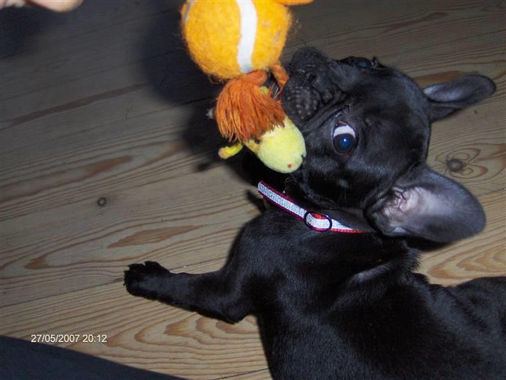 Fransk bulldog lulu - mit 1. legetøj billede 5