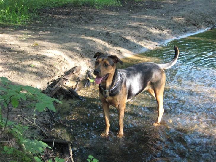 Blanding af racer freja billede 14