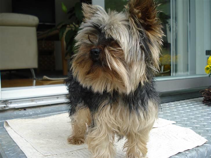 Yorkshire terrier Figini's Buster  billede 1