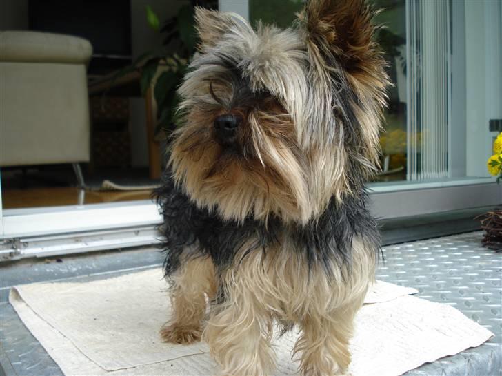 Yorkshire terrier Figini's Buster  billede 1