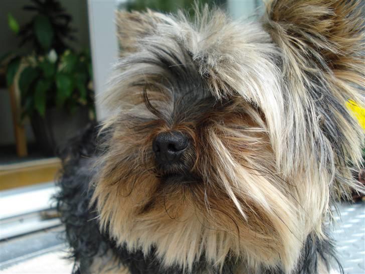 Yorkshire terrier Figini's Buster  billede 2