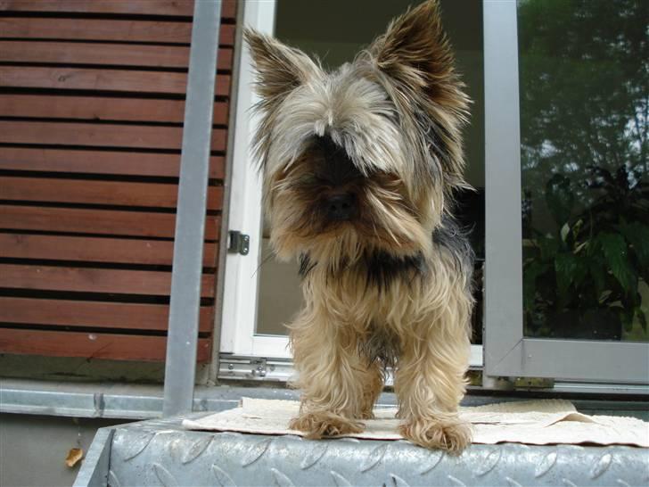 Yorkshire terrier Figini's Buster  billede 3