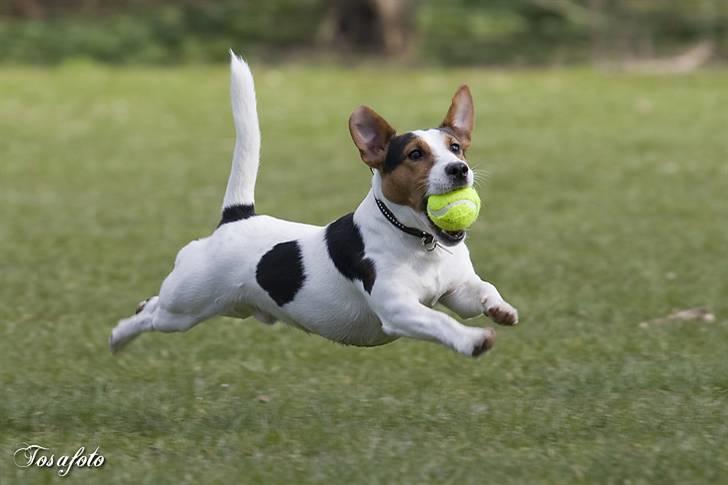 Jack russell terrier Illum's Eskild - Her er jeg så Illum´s Eskild billede 1