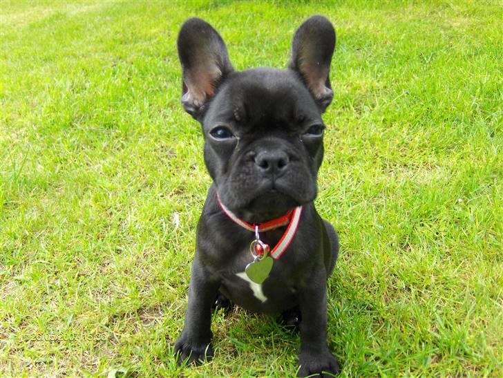Fransk bulldog lulu - skal jeg bare sidde stille!!! billede 6