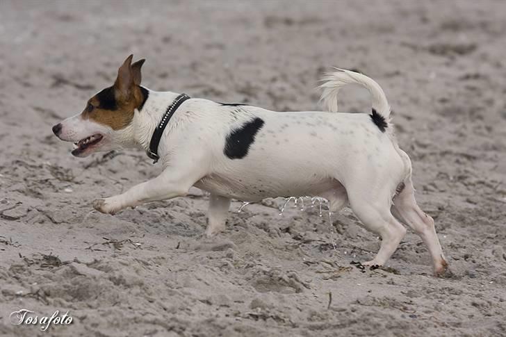 Jack russell terrier Illum's Eskild billede 2