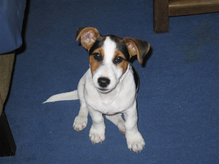 Jack russell terrier Illum's Eskild - Er jeg ikke nuser? billede 3