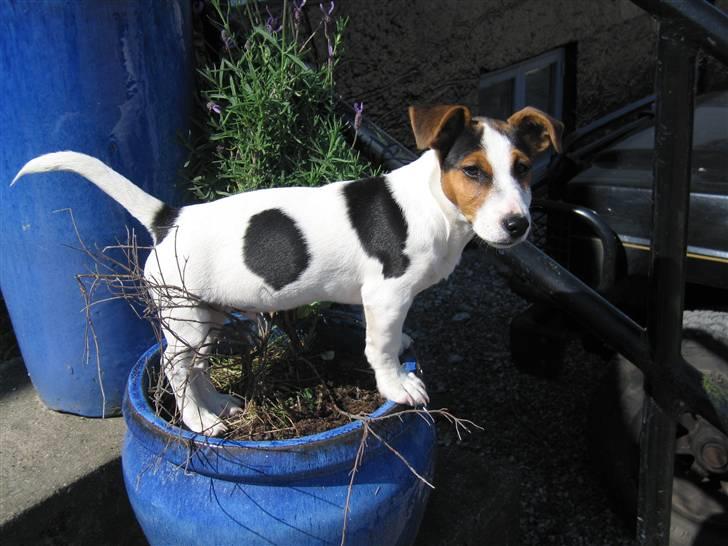 Jack russell terrier Illum's Eskild - Har i hørt om Eskild Som potteplante? billede 4