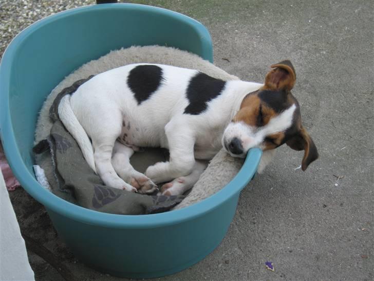 Jack russell terrier Illum's Eskild - Lad mig sove billede 5