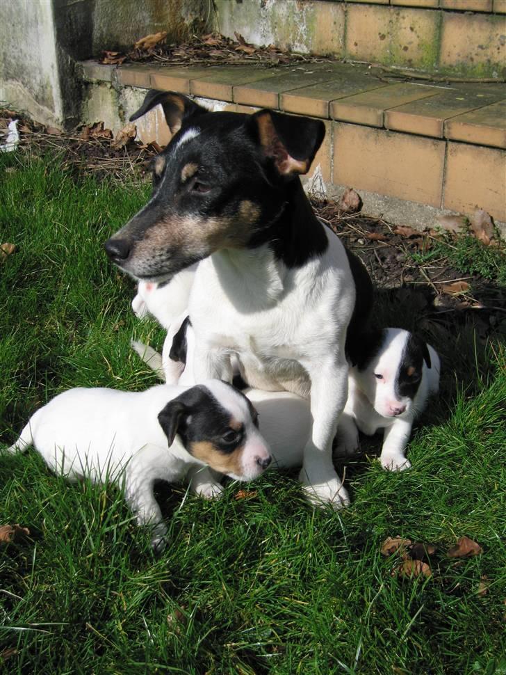 Jack russell terrier Illum's Eskild - Her er min mor Frida og mig billede 6
