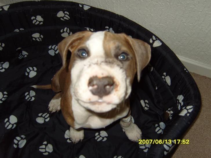 Amerikansk staffordshire terrier Pablo - Så har vi fået ham igen, omkring 40 sting i næse og mund men han har det heldigvis godt og er glad som altid :) billede 8