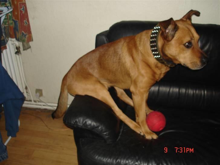 Blanding af racer rommel - familiens bebse! billede 17