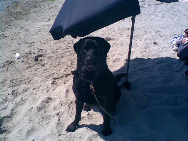 Blanding af racer rotweiler/labrador. - 10/6-07 på stranden :D billede 1