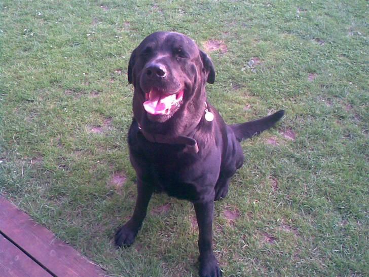 Blanding af racer rotweiler/labrador. - 13/6-07      Efter gåtur billede 2