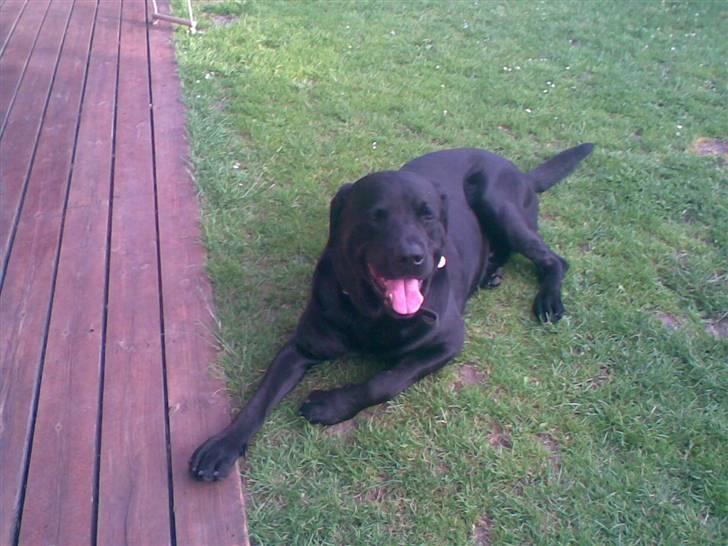 Blanding af racer rotweiler/labrador. - 13/6-07  Efter gåtur billede 3