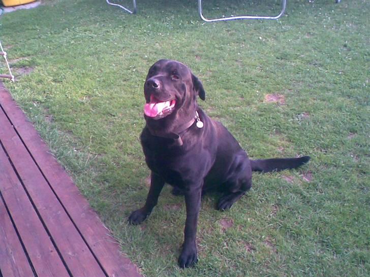 Blanding af racer rotweiler/labrador. - 13/6-07  Efter gåtur billede 4