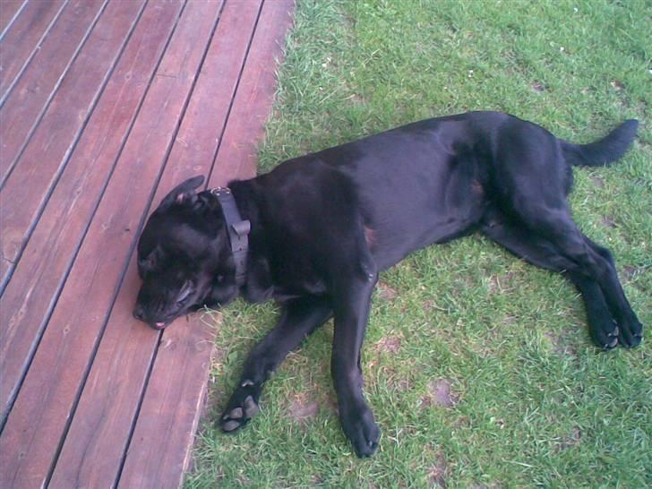 Blanding af racer rotweiler/labrador. - 13/6-07  Efter gåtur billede 5