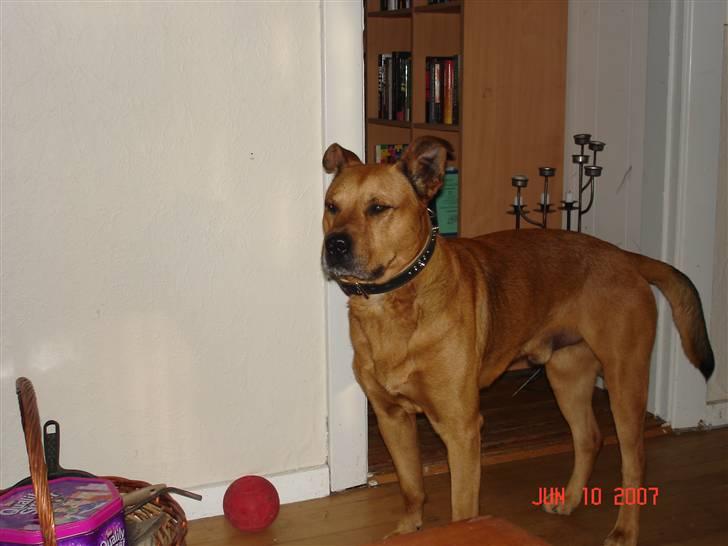 Blanding af racer rommel billede 19