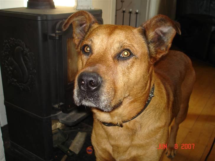 Blanding af racer rommel billede 20