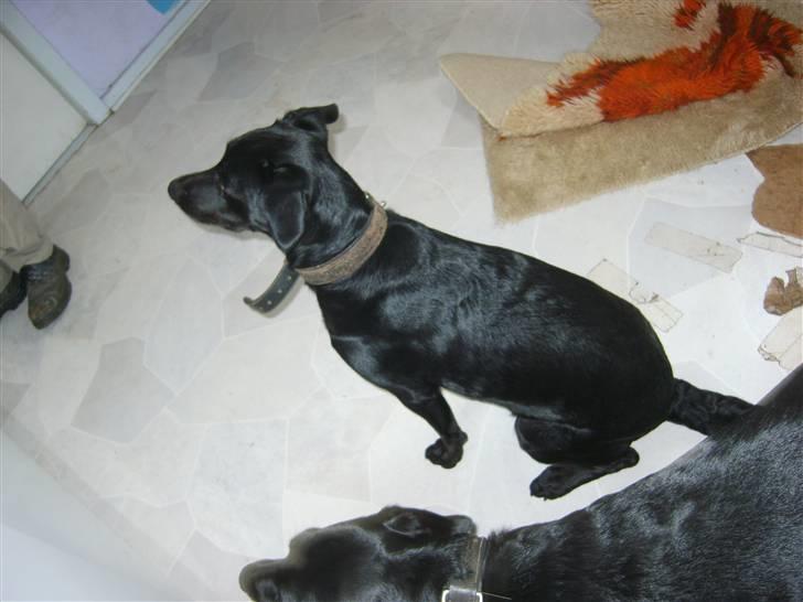 Blanding af racer Fie. - Så nu sidder jeg pænt. billede 8