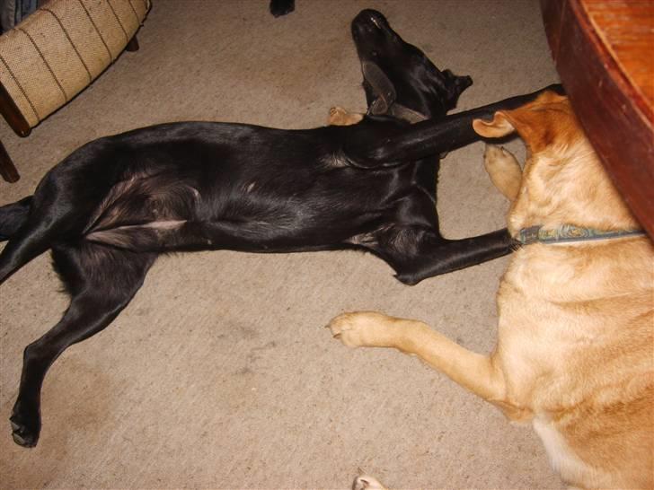 Blanding af racer Fie. - Kan du tilgive mig ? billede 9