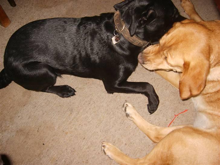 Blanding af racer Fie. - Lille kram. Fra mig til Sisse. billede 10