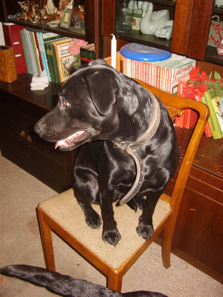 Blanding af racer Fie. - Jeg må da godt sidde her og spise ikke ? billede 11