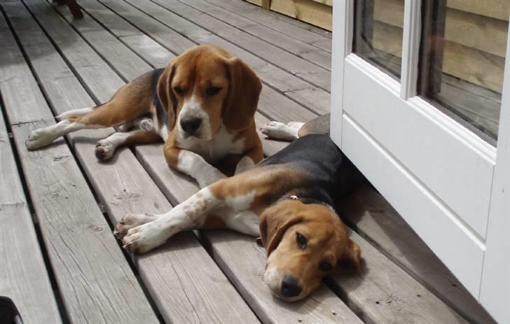 Beagle 3år d. 3 juni 09 (død 6/10-15)  - Mig ig Zarki billede 15
