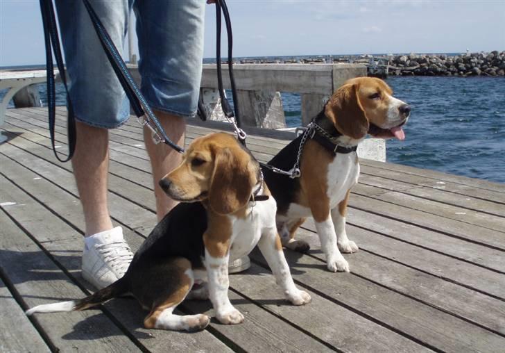 Beagle 3år d. 3 juni 09 (død 6/10-15)  - Zarki og mig nyder havduften billede 16