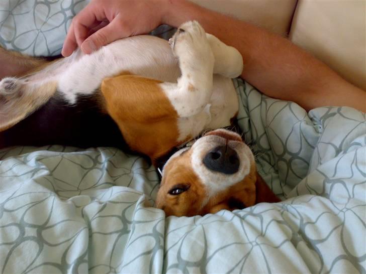 Beagle 3år d. 3 juni 09 (død 6/10-15)  - RÅHYGGE billede 17