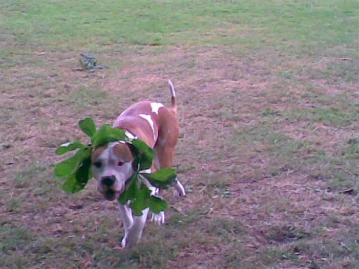 Blanding af racer Lupus - se min krave :D billede 13