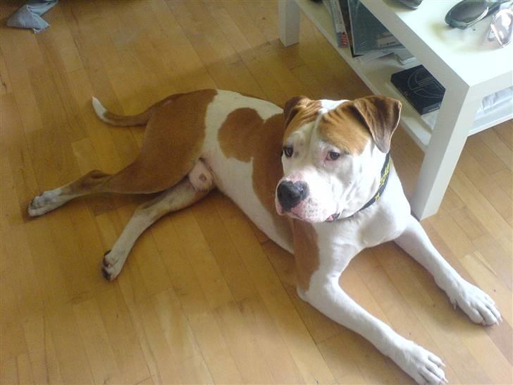 Blanding af racer Lupus billede 14