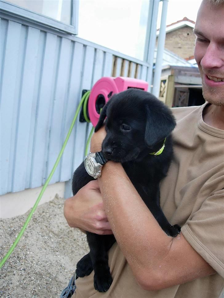 Labrador retriever Mille - Mille som 8 uger, da vi henter hende billede 1